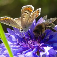 1001 Bloemetjes Bedankt - Blossombs Giftbox M