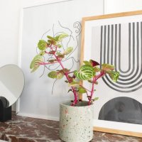 DIY Kit - Terrazzo Potten