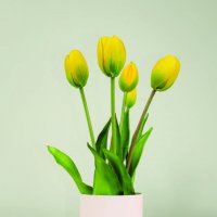 Tulip - Ever After Yellow