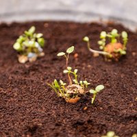 Bedankt voor je inzet - Blossombs Weggeefcadeautje