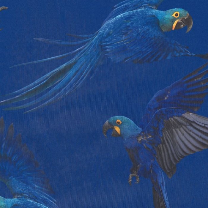 Shorts 'Blue Parrot' - Women