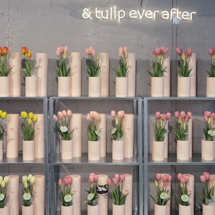 Tulip - Ever After